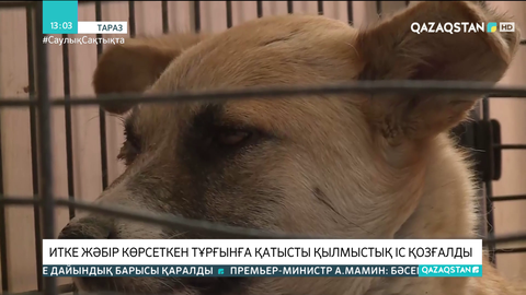 Таразда итті қорлаған тұрғынның үстінен қылмыстық іс қозғалды