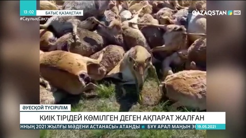 Батыс Қазақстанда киіктер тірідей көмілген деген ақпарат жалған