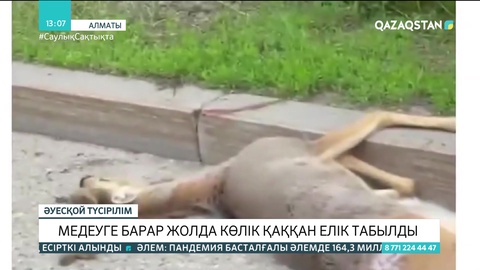 Медеуге барар жолда көлік қаққан елік табылды