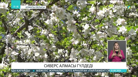Алатауда Сиверс алмасы гүлдеді
