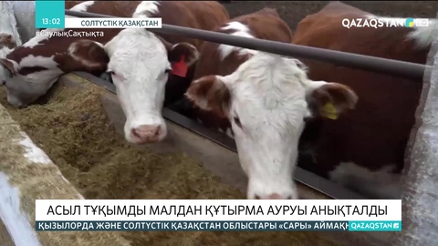 СҚО-да асыл тұқымды малдан құтырма ауруы анықталды