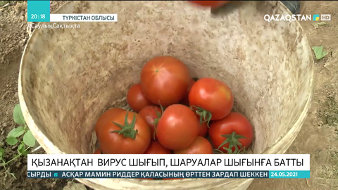 Түркістан облысында қызанақтан вирус шығып, шаруалар шығынға батты