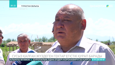 Сарыағаш ауданында сусыз қалған жүздеген гектар егістік қурап барады