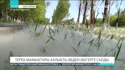 Терек мамықтары елордалықтарды әбден әбігерге салды