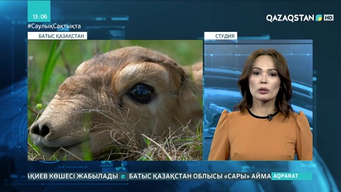 БҚО-да киік резерватын ашу үшін шаруалардан жер қайтарып алынады