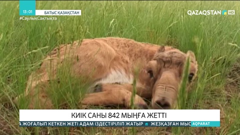 Елімізде киіктердің саны 842 мыңға жетті