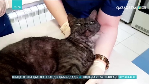 Ресейде жануарларға коронавирустан қорғайтын вакцина салына бастады