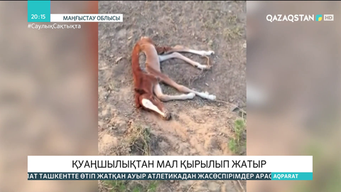 Маңғыстауда қуаңшылықтан мал қырылып жатыр