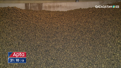 Елімізде картоп бағасы неге қымбат