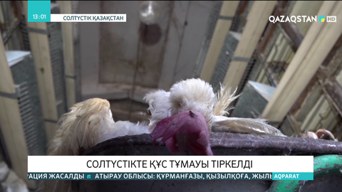 Солтүстік Қазақстанда тағы да құс тұмауы тіркелді