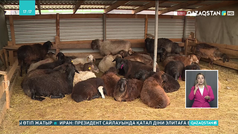 Құрбандық шалу рәсімі екі бағытта өтуі мүмкін