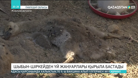 Павлодар облысында шыбын-шіркейден үй жануарлары қырыла бастады