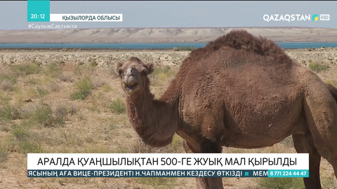 Аралда қуаңшылықтан 500-ге жуық мал қырылды