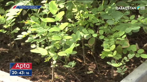 Жерімізде 2 млрд көшет отырғызу жоспары бар