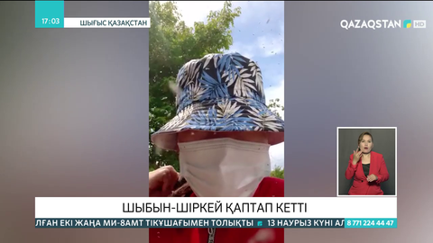 Күршім ауданында шыбын-шіркей қаптап кетті