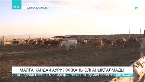 Зайсан ауданында малға қандай ауру жұққаны әлі анықталмады