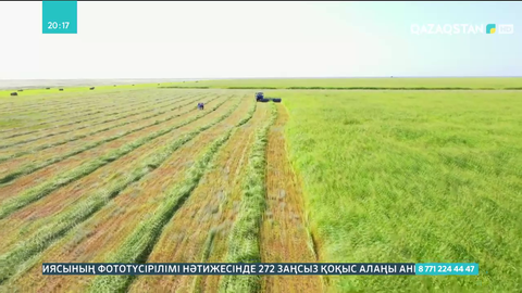 Батысқазақстандық шаруалар екпешөп екті