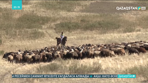 Шаруалар мал шаруашылығын қолдауға бағытталған бағдарламалардың кемшіліктерінің көптігіне наразы