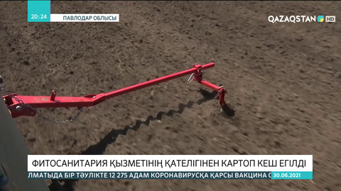 Павлодар облысында фитосанитария қызметінің қателігінен картоп кеш егілді
