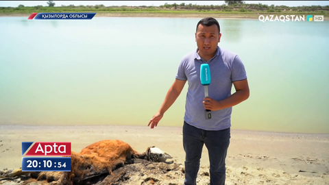 Еліміздің бірнеше аймағында қуаңшылықтан мал қырылып жатыр