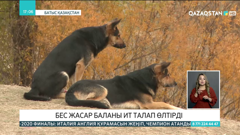 БҚО-да 5 жастағы баланы ит талап өлтірді