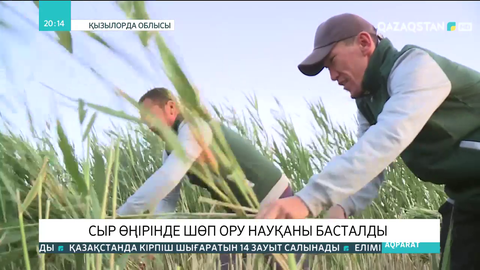 Қызылордалық жастар малға шөп жинау жұмыстарына атсалысып жатыр