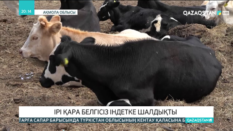 Ақмола облысында ірі қара мал белгісіз індетке шалдықты
