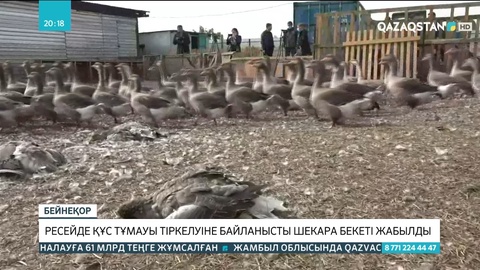 Ресейдегі құс тұмауына байланысты СҚО-да сақтық күшейтілді