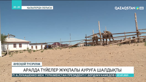 Арал ауданында түйелер жұқпалы ауруға шалдығып жатыр