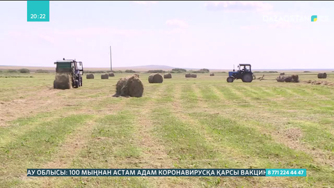 Ақмола облысында шөп екі есе аз шықты