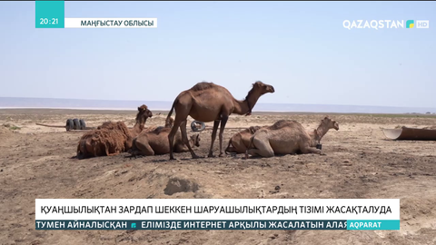 Маңғыстау облысында қуаңшылықтан зардап шеккен шаруашылықтардың тізімі жасақталуда