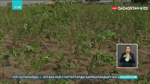 Пәкістанда ауаның ластануын азайту үшін 10 млрд ағаш отырғызылады