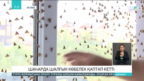 Ақтөбеде шалғын көбелектер қаптап кетті