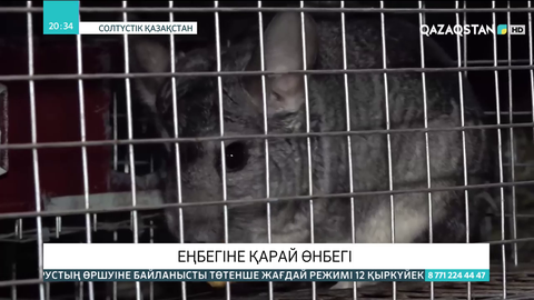 Солтүстікқазақстандық зейнеткер екі жылдан бері шиншилла өсірумен айналысады