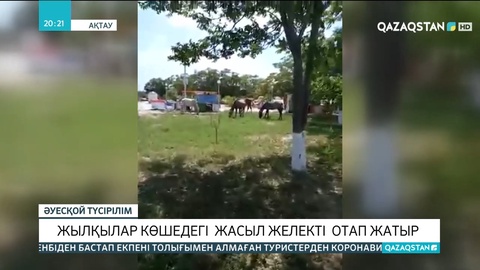 Ақтауда жылқылар көшедегі жасыл желекті отап жатыр