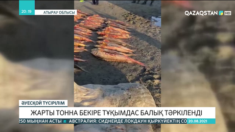 Атырау облысында жарты тонна бекіре тұқымдас балық тәркіленді