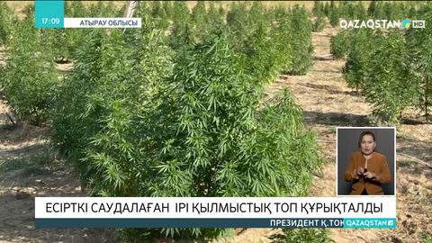 Атырау облысында есірткі саудалаған ірі қылмыстық топ құрықталды