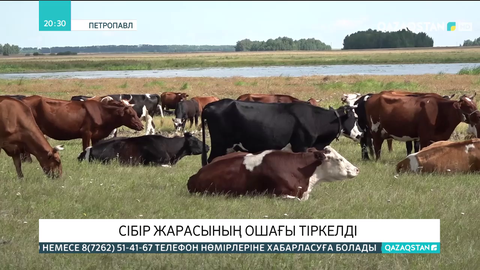 Солтүстік Қазақстанда сібір жарасының ошағы тіркелді