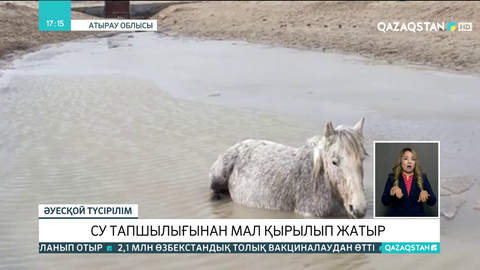 Атырау облысында су тапшылығынан мал қырылып жатыр