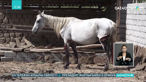 Түркістан облысында егінге түскен 15 жылқыны аяусыз ұрғандар іздестіріліп жатыр