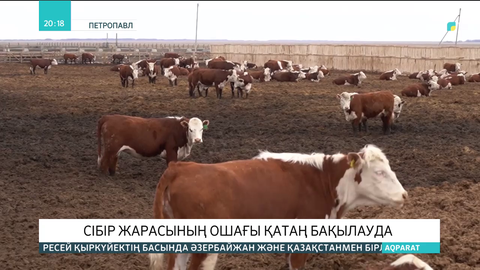 СҚО-да сібір жарасының ошағы қатаң бақылауда