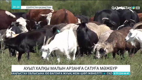 СҚО-дағы ауыл халқы малын арзанға сатуға мәжбүр
