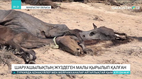 Маңғыстау облысында бір ғана шаруашылықта 60 жылқы мен 200-ден астам қой-ешкі қырылып қалған