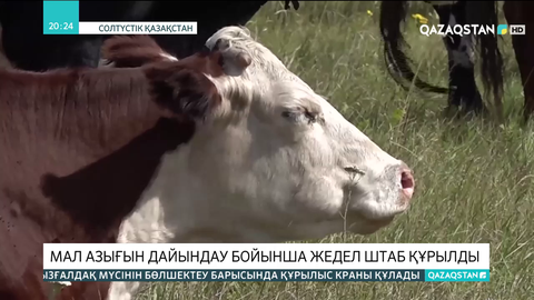 Солтүстік Қазақстан облысында  мал азығын дайындау бойынша жедел штаб құрылды