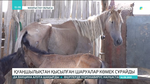 Маңғыстауда мал саны былтырға қарағанда 13 631 басқа азайған