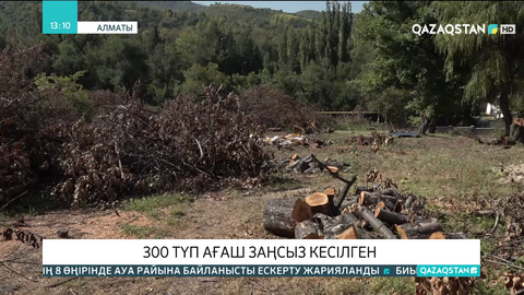 Алматыда 300 түп ағаш заңсыз кесілген