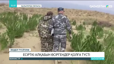 Арал ауданында есірткі алқабын өсіргендер қолға түсті