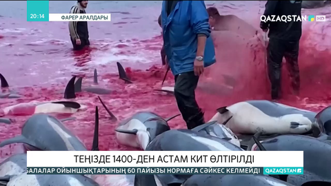 Фарер аралдарында бір күнде 1400-ден астам дельфин өлтірілді