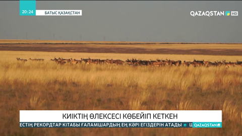 Батыс Қазақстан облысында киіктің өлексесі көбейіп кеткен