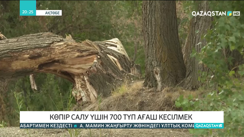 Ақтөбеде көпір салу үшін 700 түп ағаш кесілмек
